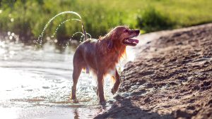 Hund leker i vannkanten en varm sommerdag.