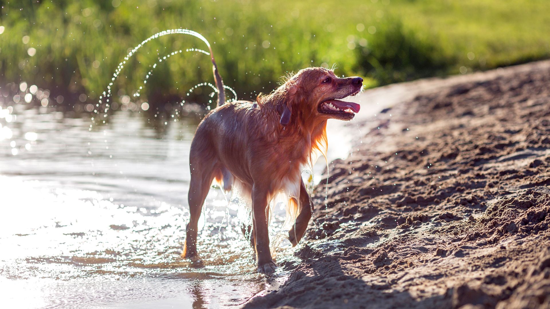 Hund leker i vannkanten en varm sommerdag.